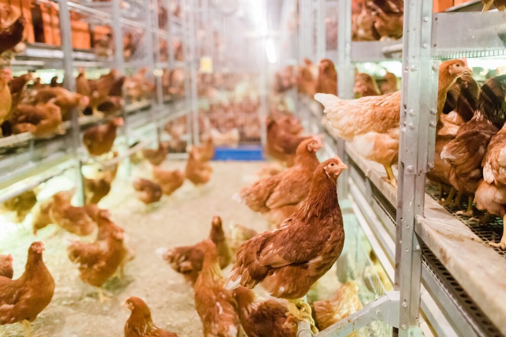 American Humane Cage Free Chickens