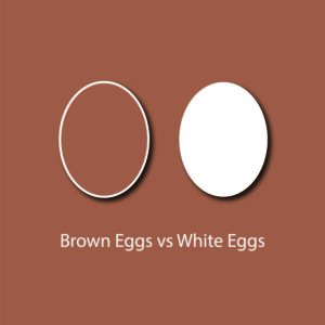 egg myth infographic - brown eggs are better